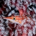 hawkfish_longnose_nw_h_0019_pal0025.jpg